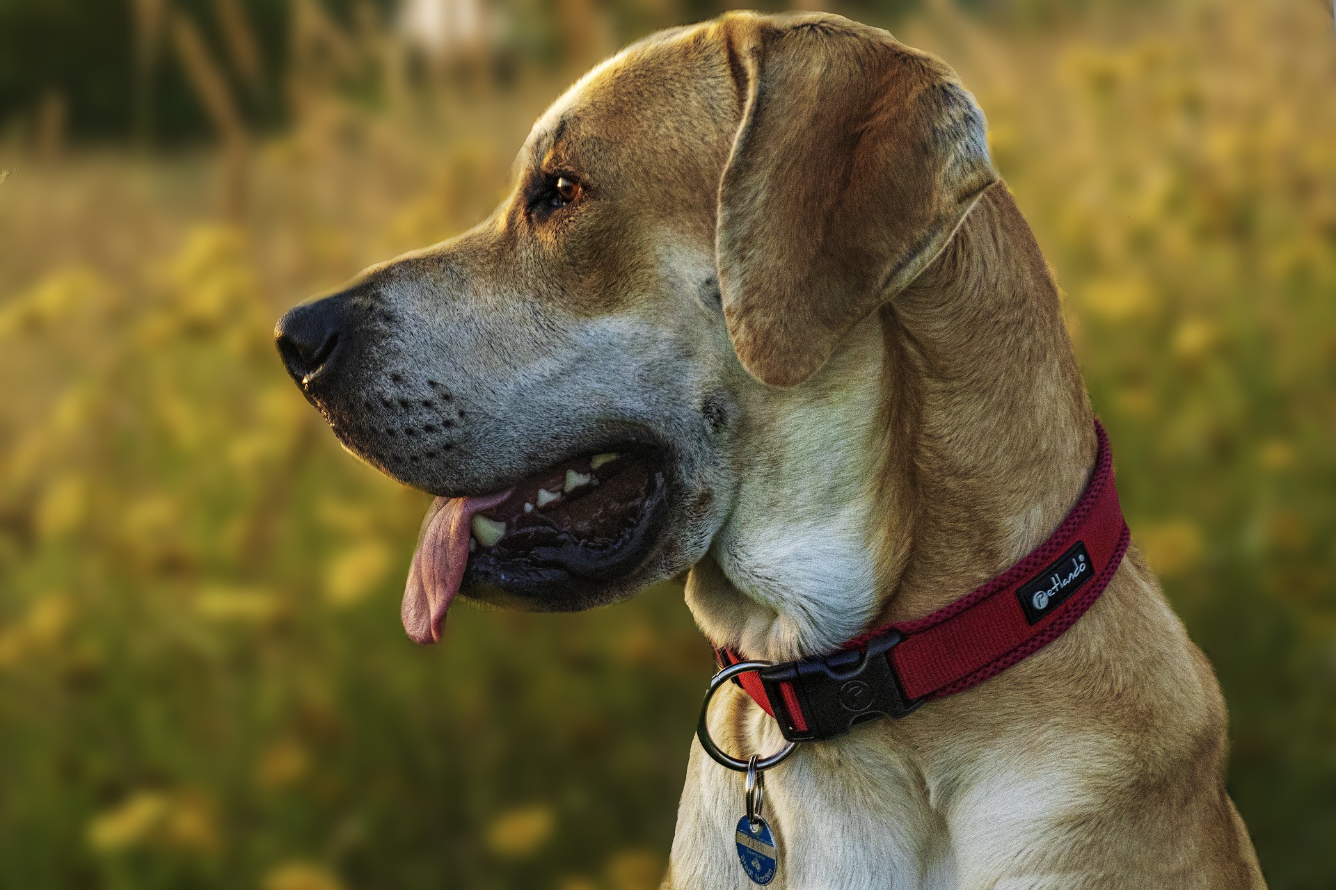 Hinweis zur Hundesteuermarke 