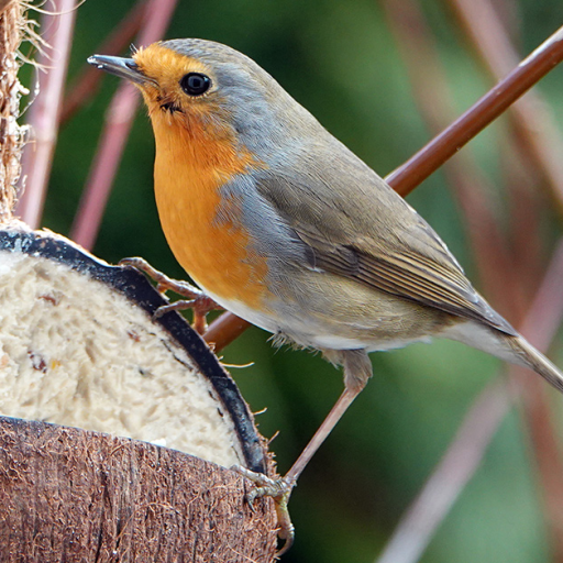 Vögel füttern im Winter: NABU Online-Vortrag zum Thema „Winterfütterung“